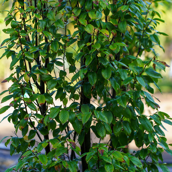 European Hornbeam
