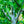 Load image into Gallery viewer, Quaking Aspen - Other Shade Trees - Shade Trees