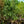 Load image into Gallery viewer, Quaking Aspen - Other Shade Trees - Shade Trees