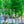 Load image into Gallery viewer, Quaking Aspen - Other Shade Trees - Shade Trees