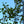 Load image into Gallery viewer, Quaking Aspen