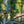 Load image into Gallery viewer, Quaking Aspen
