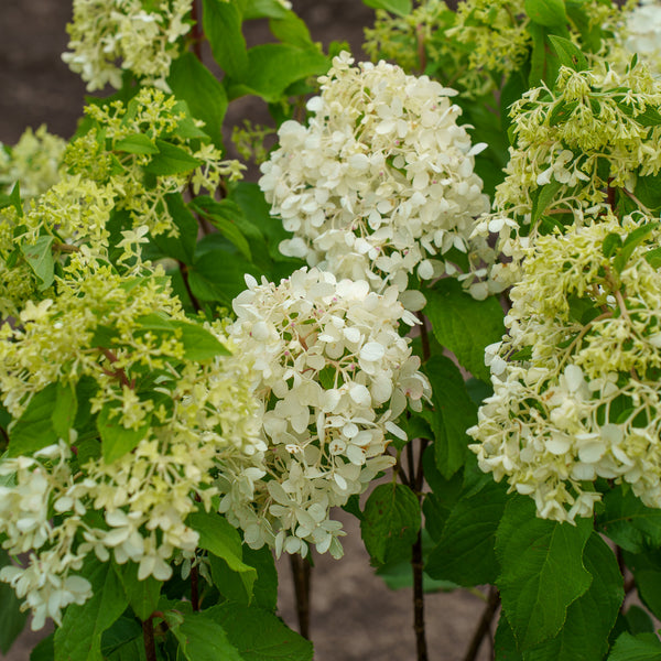 Quick Fire Fab Panicle Hydrangea