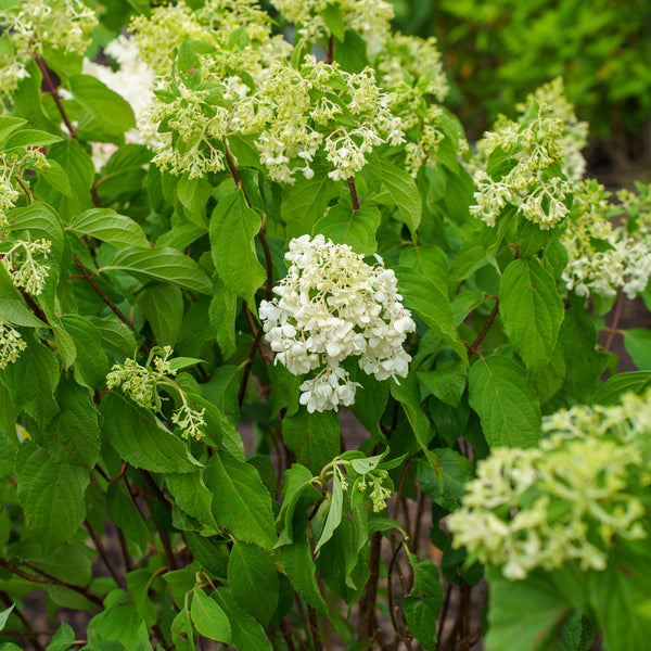 Quick Fire Fab Panicle Hydrangea