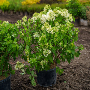 Quick Fire Fab Panicle Hydrangea