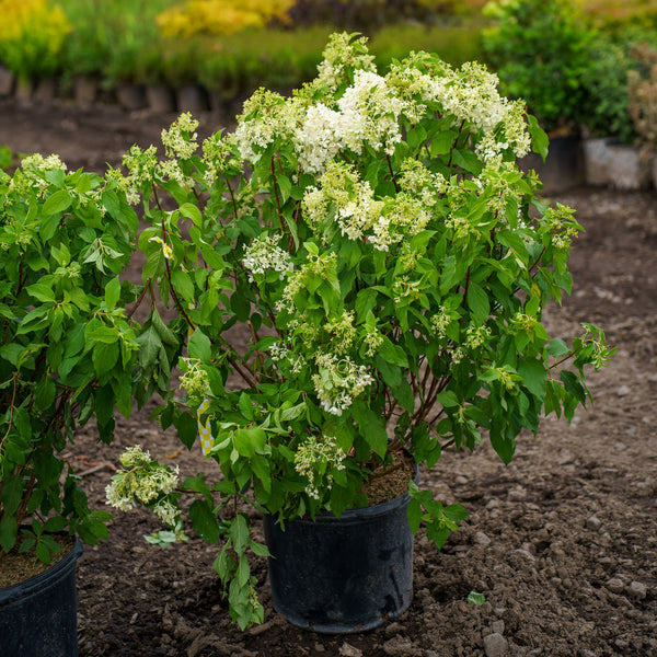 Quick Fire Fab Panicle Hydrangea