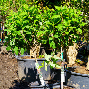 Quick Fire Panicle Hydrangea