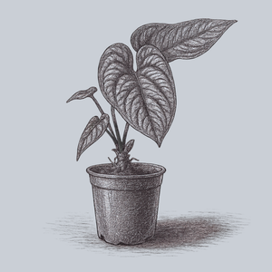 Radicans x Luxurians Anthurium