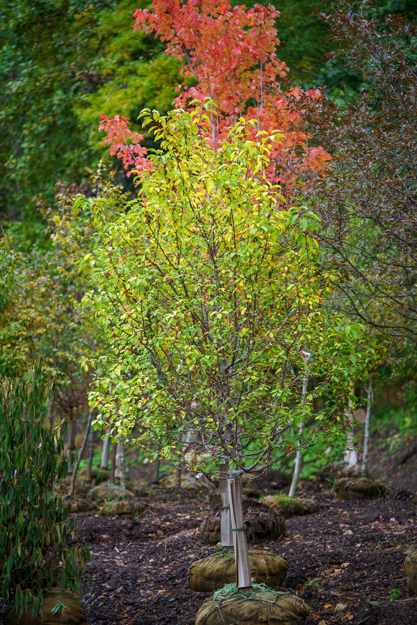 Redbud Crabapple - Crabapple - Flowering Trees