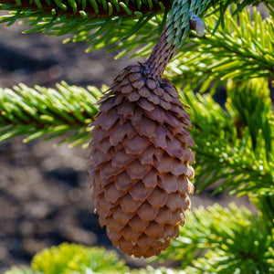 Red Cone Norway Spruce - Spruce - Conifers