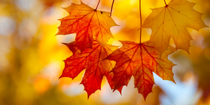 Red Maple Autumn Leaves