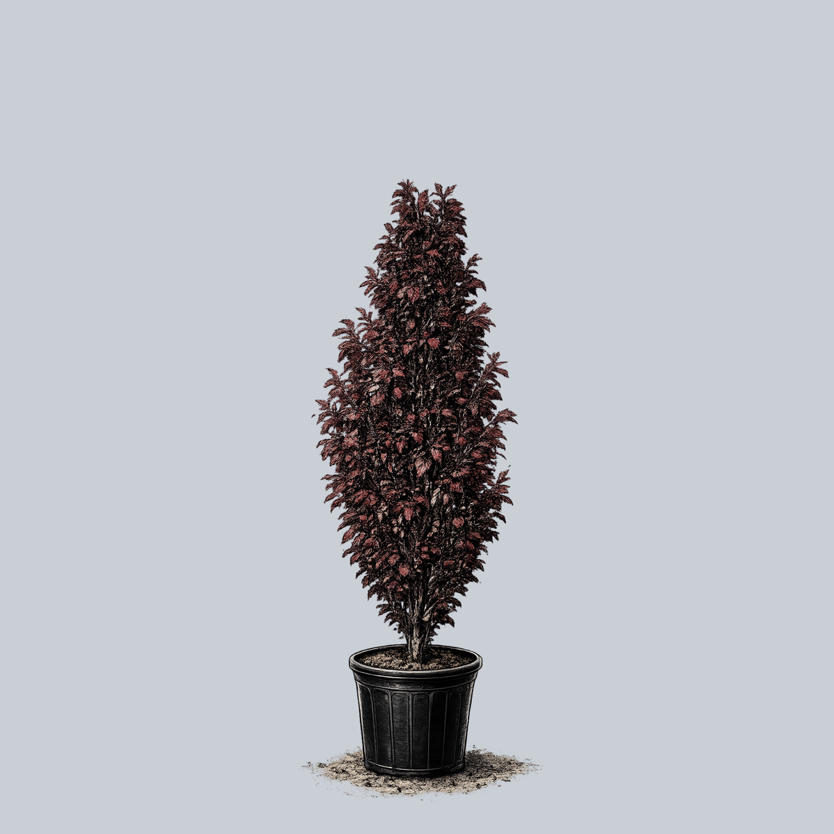 fagus red obelisk Red Obelisk Beech – Plant Detectives