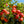 Load image into Gallery viewer, Royal Gala Apple Tree