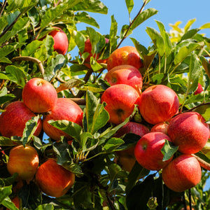 Royal Gala Apple Tree