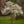 Load image into Gallery viewer, Royal Star Magnolia - Magnolia - Flowering Trees