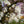 Load image into Gallery viewer, Royal Star Magnolia - Magnolia - Flowering Trees