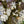 Load image into Gallery viewer, Royal Star Magnolia - Magnolia - Flowering Trees