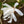 Load image into Gallery viewer, Royal Star Magnolia - Magnolia - Flowering Trees