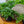 Load image into Gallery viewer, Rabbit's Foot Fern - Houseplant Ferns - Houseplants