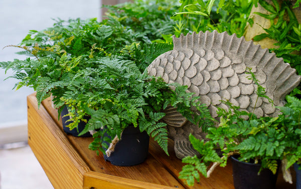 Rabbit's Foot Fern - Houseplant Ferns - Houseplants
