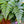 Load image into Gallery viewer, Rabbit's Foot Fern - Houseplant Ferns - Houseplants