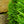 Load image into Gallery viewer, Radicans Japanese Cedar