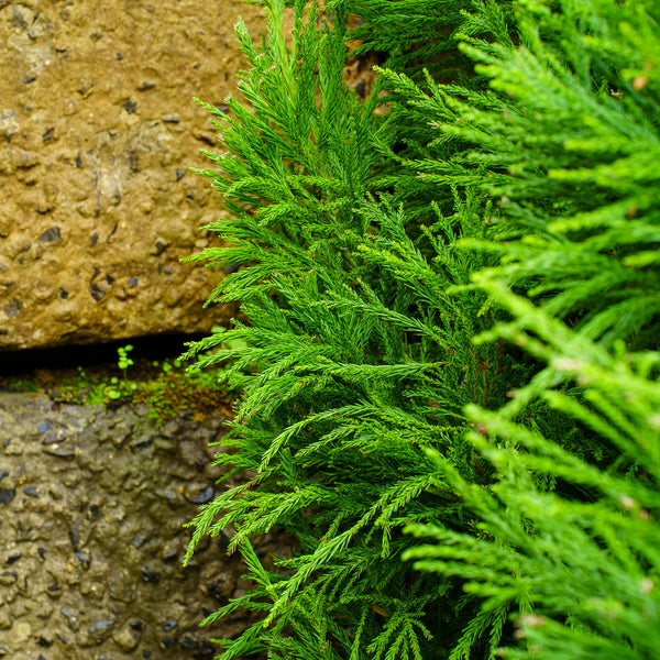 Radicans Japanese Cedar