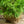 Load image into Gallery viewer, Radicans Japanese Cedar