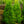 Load image into Gallery viewer, Radicans Japanese Cedar