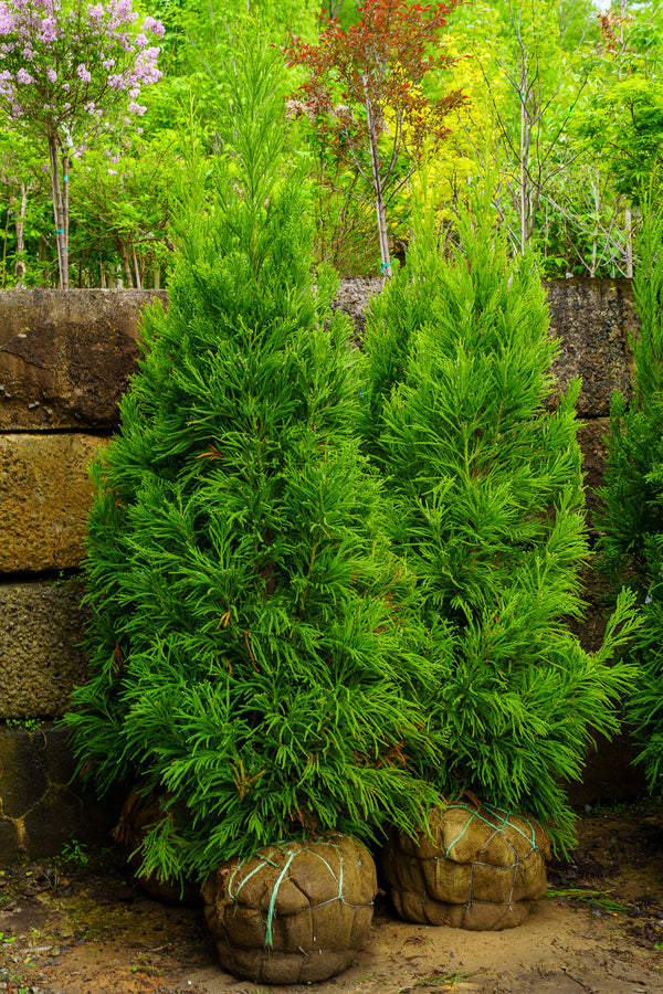 Radicans Japanese Cedar