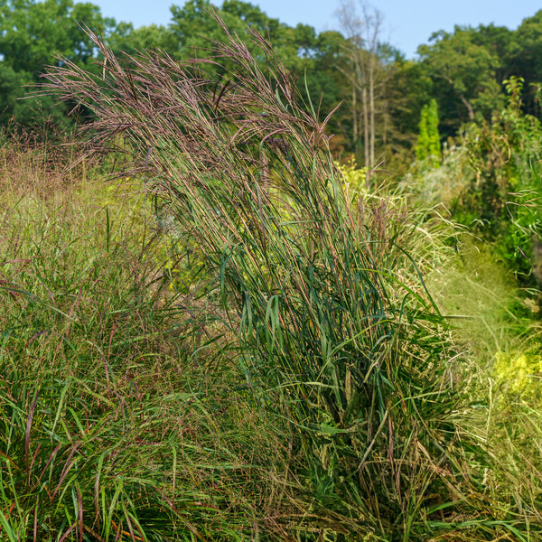 Rain Dance Big Bluestem