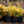 Load image into Gallery viewer, Rainbow Leucothoe - Leucothoe - Shrubs