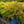 Load image into Gallery viewer, Rainbow Fizz Spirea