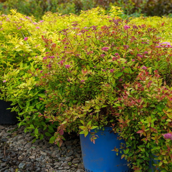 Rainbow Fizz Spirea