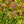 Load image into Gallery viewer, Rainbow Fizz Spirea