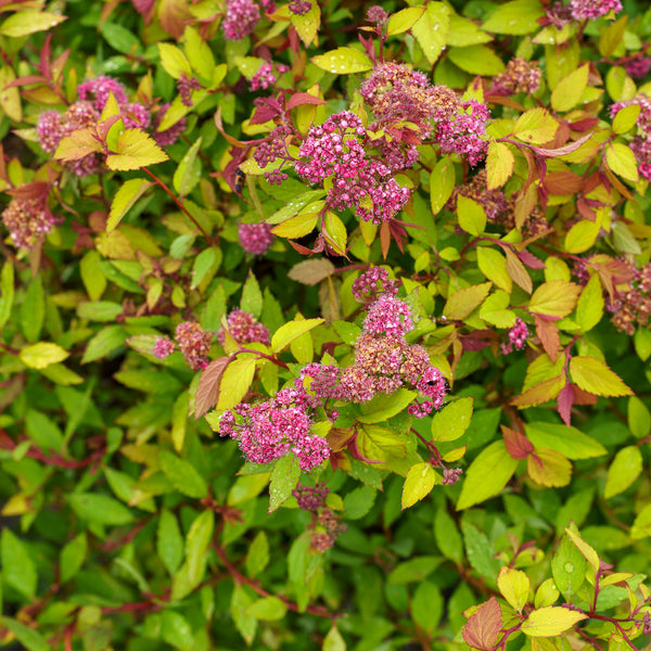 Rainbow Fizz Spirea