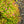 Load image into Gallery viewer, Rainbow Fizz Spirea