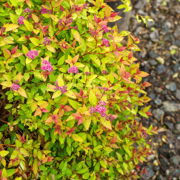 Rainbow Fizz Spirea