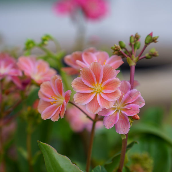 Lewisia Rainbow Mix