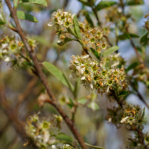Rainbow Pillar Serviceberry