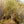 Load image into Gallery viewer, Rainbow Pillar Serviceberry - Amelanchier - Flowering Trees