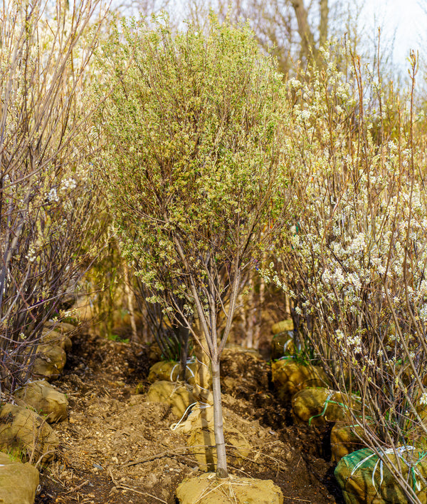 Rainbow Pillar Serviceberry - Amelanchier - Flowering Trees