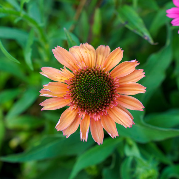 Rainbow Sherbert Coneflower