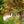 Load image into Gallery viewer, Rainbow Surprise Mirror Plant