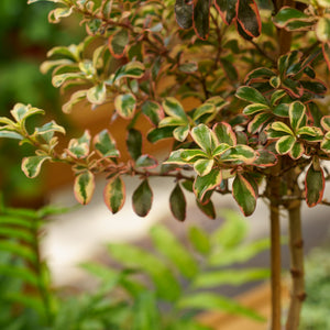 Rainbow Surprise Mirror Plant