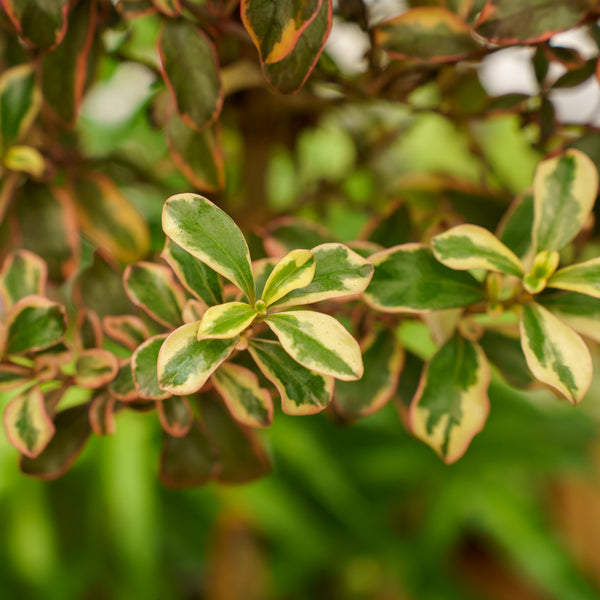 Rainbow Surprise Mirror Plant