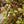 Load image into Gallery viewer, Rainbow Surprise Mirror Plant