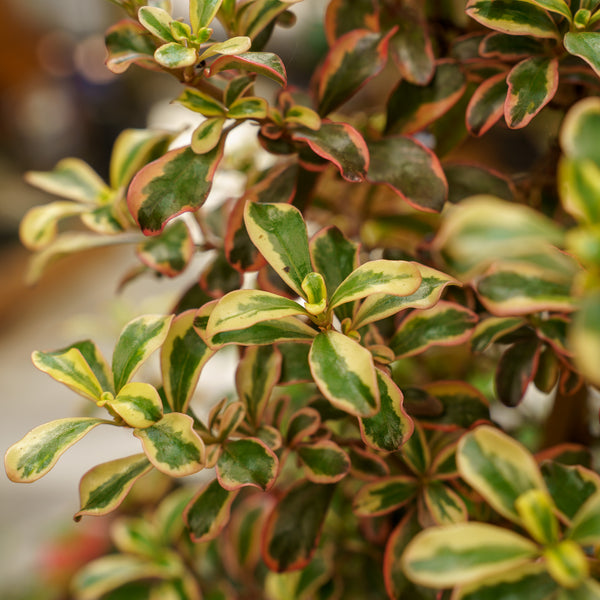 Rainbow Surprise Mirror Plant