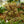 Load image into Gallery viewer, Rainbow Surprise Mirror Plant