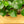 Load image into Gallery viewer, Raindrop Peperomia